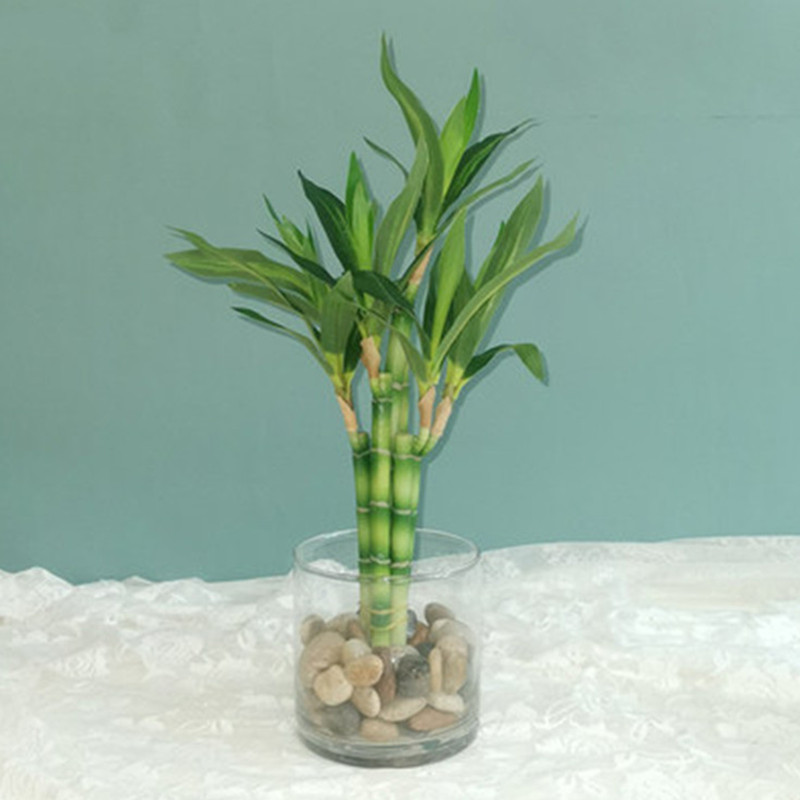 Aquarium Fish Home - Mới 40Cm RFtificial May Mắn Tre